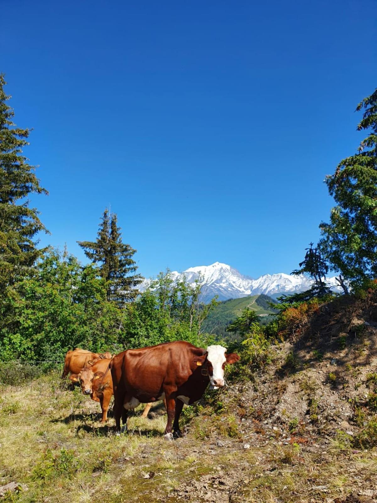 Appartement La Duchere Le Plan-La Giettaz Massif Des Aravis Εξωτερικό φωτογραφία